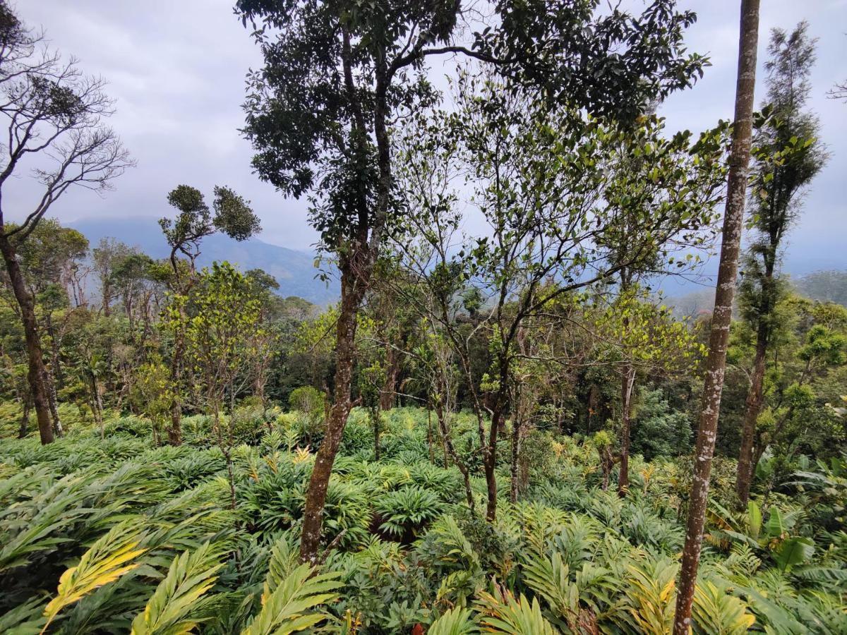 Munnar Home Stay Teadrops Plantation Villa Zewnętrze zdjęcie