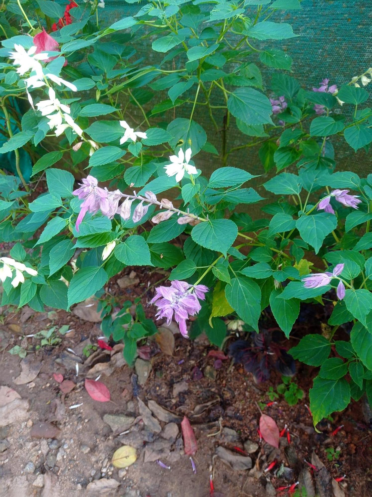 Munnar Home Stay Teadrops Plantation Villa Zewnętrze zdjęcie