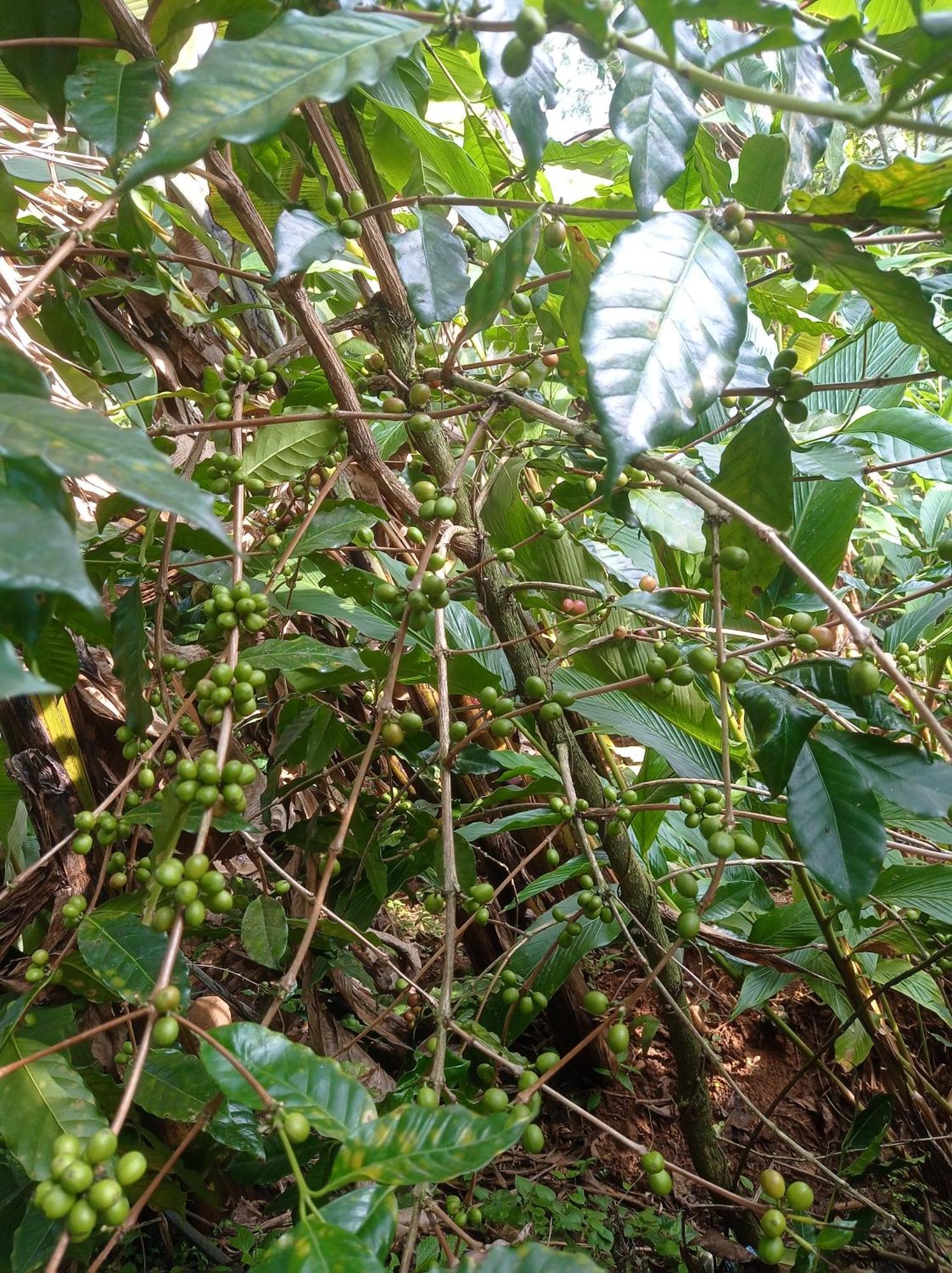 Munnar Home Stay Teadrops Plantation Villa Zewnętrze zdjęcie