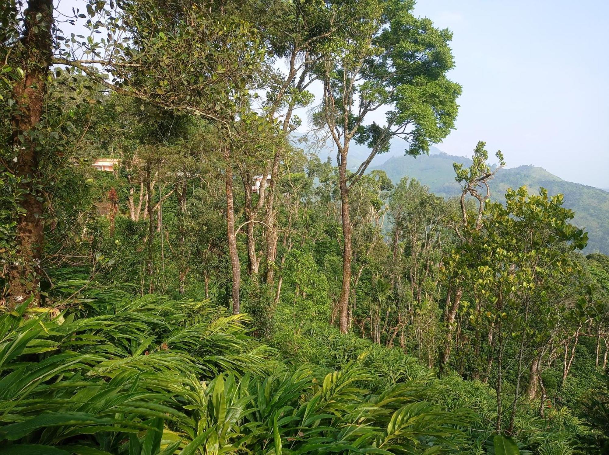 Munnar Home Stay Teadrops Plantation Villa Zewnętrze zdjęcie