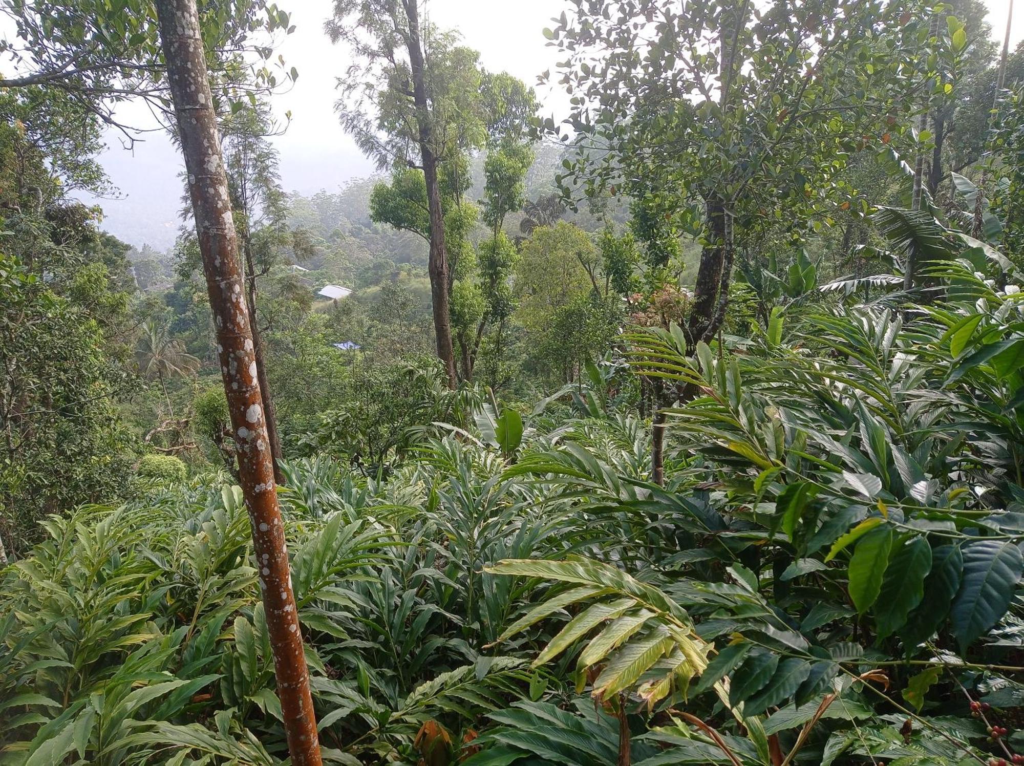 Munnar Home Stay Teadrops Plantation Villa Zewnętrze zdjęcie