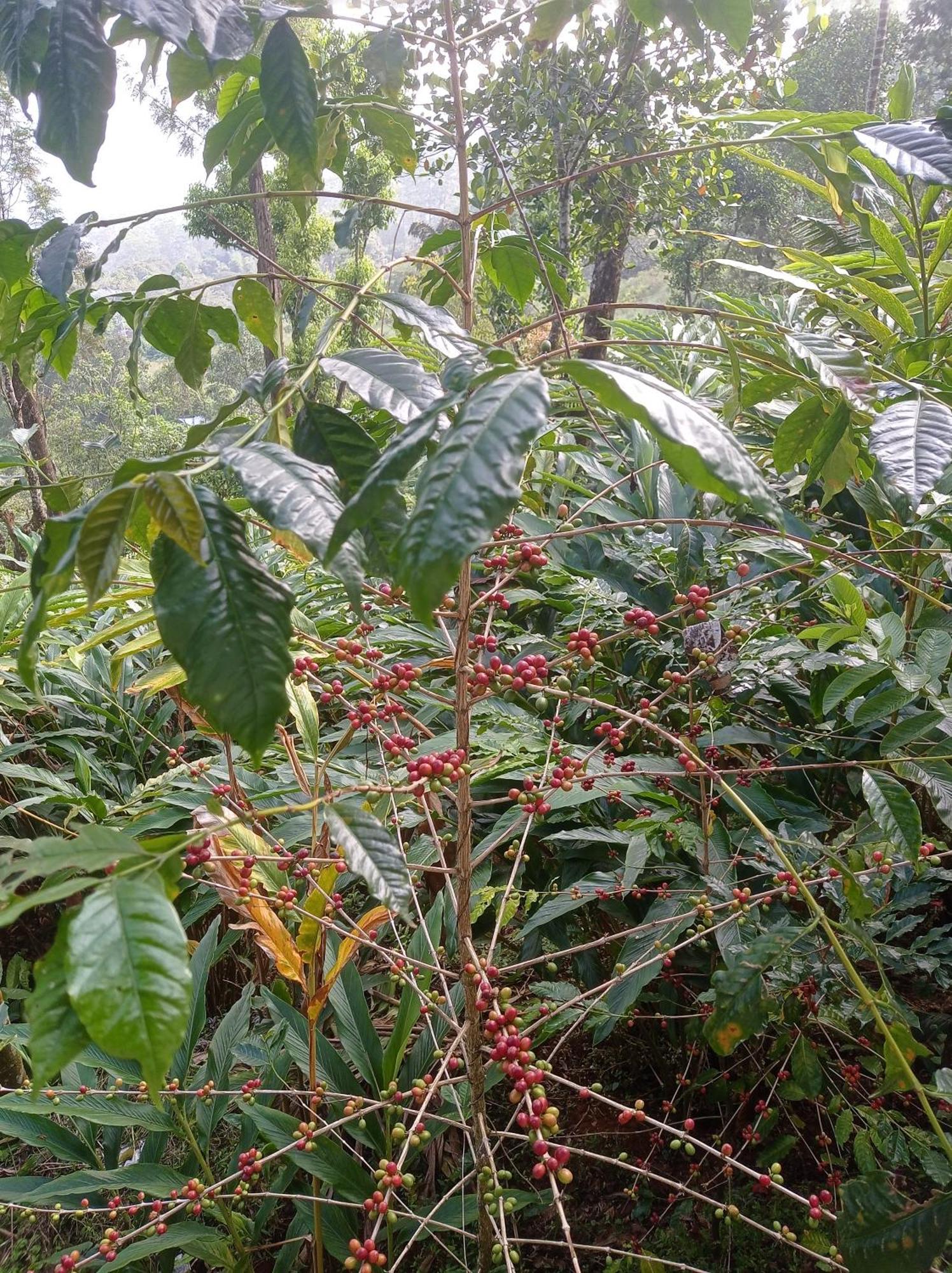 Munnar Home Stay Teadrops Plantation Villa Zewnętrze zdjęcie